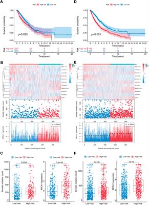 Comprehensive analysis of somatic mutator-derived and immune infiltrates related lncRNA signatures of genome instability reveals potential prognostic biomarkers involved in non-small cell lung cancer